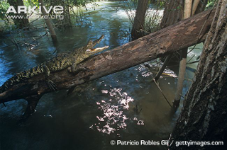 Illustration for article titled Sunday Crocodilian - Crocodylus moreletii Edition